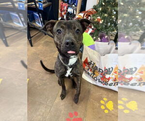 Mutt Dogs for adoption in Evansville, IN, USA