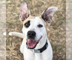 Medium Photo #2 American Staffordshire Terrier Puppy For Sale in San Antonio, TX, USA