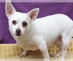 Chihuahua-Unknown Mix Dogs for adoption in Thief River Falls, MN, USA