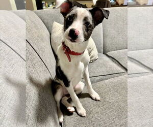 Rat Terrier-Unknown Mix Dogs for adoption in Fort Wayne, IN, USA