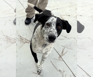 Mutt Dogs for adoption in Oakhurst, NJ, USA