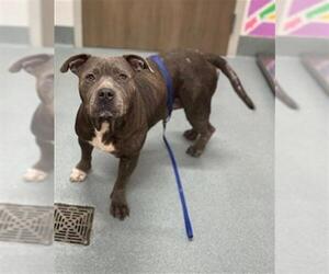 American Pit Bull Terrier Dogs for adoption in Baytown, TX, USA