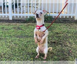 Chihuahua Dogs for adoption in San Clemente, CA, USA