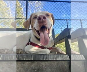 Mutt Dogs for adoption in Elmsford, NY, USA