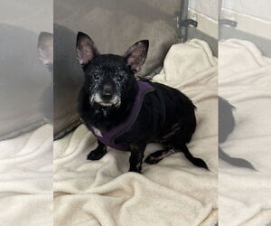 Chihuahua-Unknown Mix Dogs for adoption in Petaluma, CA, USA