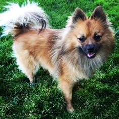 Pomeranian-Unknown Mix Dogs for adoption in Santa Cruz, CA, USA