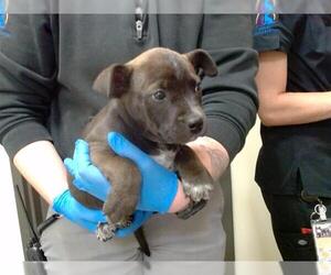 American Pit Bull Terrier Dogs for adoption in Denver, CO, USA