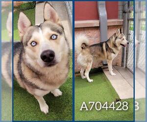 Siberian Husky Dogs for adoption in San Antonio, TX, USA