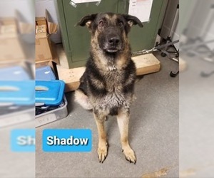 German Shepherd Dog Dogs for adoption in Richmond, IN, USA