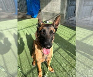 Mutt Dogs for adoption in Imlay City, MI, USA