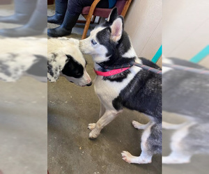 Huskies -Unknown Mix Dogs for adoption in Point Pleasant, WV, USA