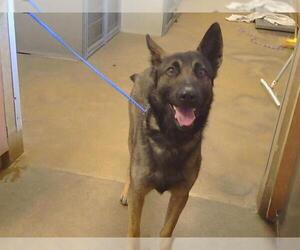 German Shepherd Dog Dogs for adoption in Sacramento, CA, USA