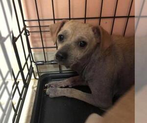 Chihuahua-Unknown Mix Dogs for adoption in Hamilton, GA, USA