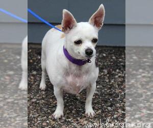 Chihuahua-Unknown Mix Dogs for adoption in Cheyenne, WY, USA