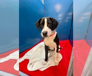 German Shorthaired Lab Dogs for adoption in Shreveport, LA, USA