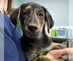 Labrador Retriever-Unknown Mix Dogs for adoption in Washington, DC, USA