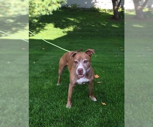 American Pit Bull Terrier-Unknown Mix Dogs for adoption in Traverse City, MI, USA