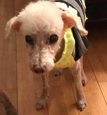 Poodle (Toy) Dogs for adoption in Lawton, OK, USA