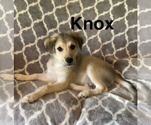 American Eskimo Dog-Huskies  Mix Dogs for adoption in Topeka, KS, USA