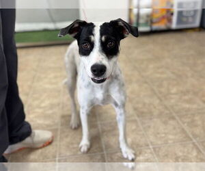 Mutt Dogs for adoption in Raleigh, NC, USA