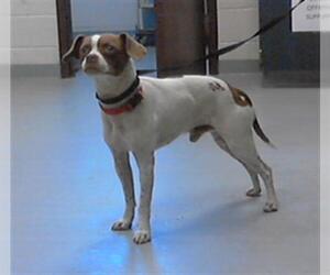 Feist Terrier-Unknown Mix Dogs for adoption in Fayetteville, NC, USA