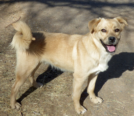 Medium Photo #1 Golden Retriever-Pug Mix Puppy For Sale in Peralta, NM, USA