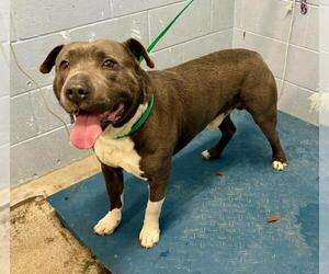 American Pit Bull Terrier-Unknown Mix Dogs for adoption in Woodland, CA, USA