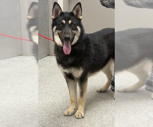 Gerberian Shepsky Dogs for adoption in Pasadena, TX, USA