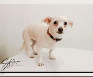Chihuahua-Unknown Mix Dogs for adoption in Brooklyn Center, MN, USA