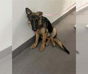 German Shepherd Dog Dogs for adoption in HESPERIA, CA, USA