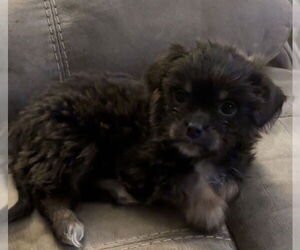 Mutt Dogs for adoption in Evansville, IN, USA