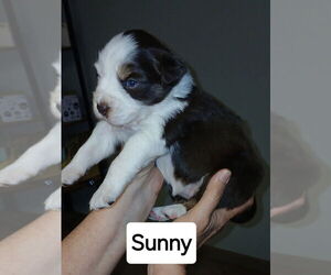 Australian Shepherd-Unknown Mix Dogs for adoption in Aurora, IN, USA