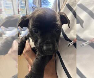 Labrador Retriever Dogs for adoption in Stockton, CA, USA