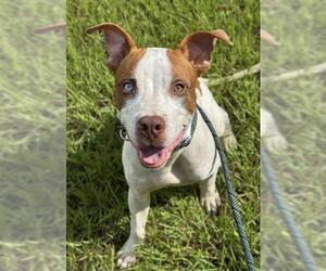 American Staffordshire Terrier Dogs for adoption in Fort Lauderdale, FL, USA
