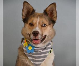 Mutt Dogs for adoption in Fort Collins, CO, USA