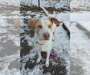 Mutt Dogs for adoption in Elmsford, NY, USA