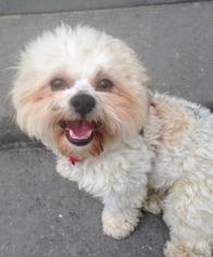Zuchon Dogs for adoption in Princeton, MN, USA
