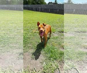 American Pit Bull Terrier-Unknown Mix Dogs for adoption in Jacksonville, NC, USA