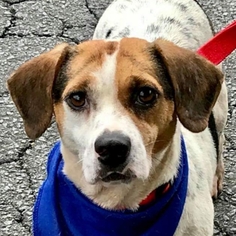 Jack-A-Bee Dogs for adoption in Fairfax, VA, USA