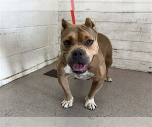 American Pit Bull Terrier Dogs for adoption in San Bernardino, CA, USA