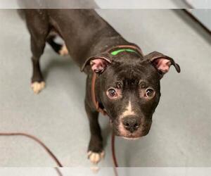 American Pit Bull Terrier Dogs for adoption in Denver, CO, USA