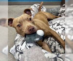 American Pit Bull Terrier Dogs for adoption in Salinas, CA, USA