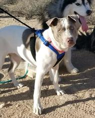 Lab-Pointer Dogs for adoption in Apache Junction, AZ, USA