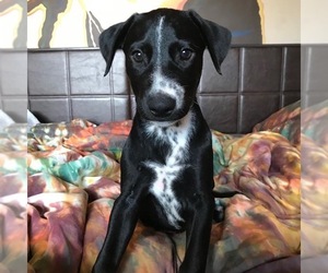 Border Collie-Dalmatian Mix Dogs for adoption in Fort Lauderdale, FL, USA