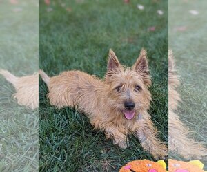 Cairn Terrier Dogs for adoption in Holly Springs, NC, USA