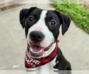 American Pit Bull Terrier Dogs for adoption in Pueblo, CO, USA