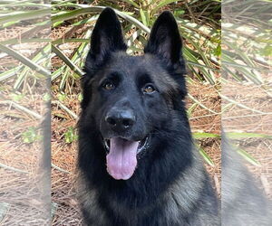 German Shepherd Dog Dogs for adoption in Fort Lauderdale, FL, USA