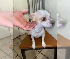 French Bullhuahua Dogs for adoption in Cumming, GA, USA