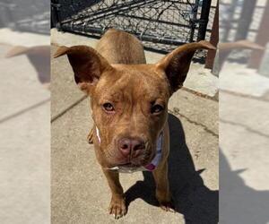 American Pit Bull Terrier Dogs for adoption in Tulsa, OK, USA
