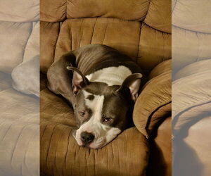 Staffordshire Bull Terrier-Unknown Mix Dogs for adoption in Princeton, MN, USA
